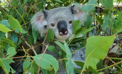Koala joey in tree